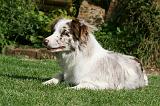 BORDER COLLIE 1285